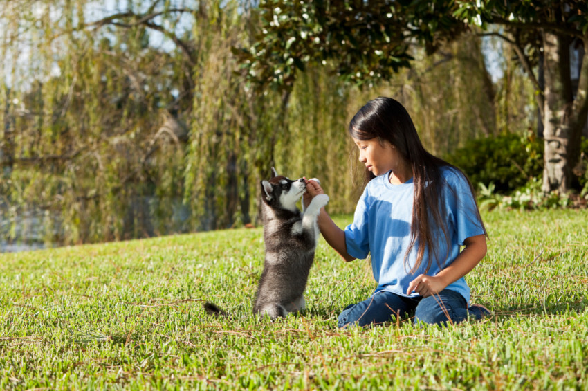 How to Train a Puppy & Adult Dog Training with Dr Dunbar