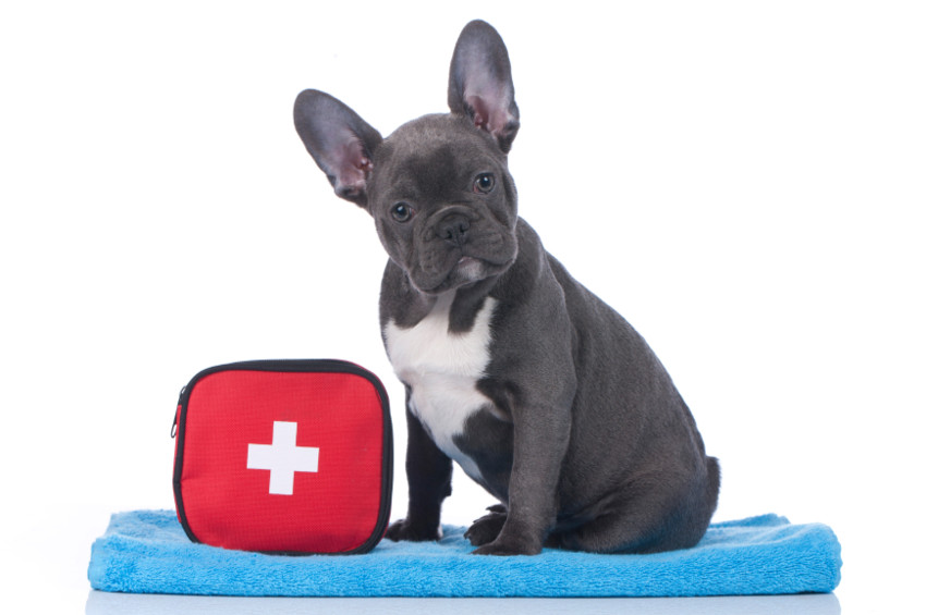 Animal & Pet First Aid Diploma