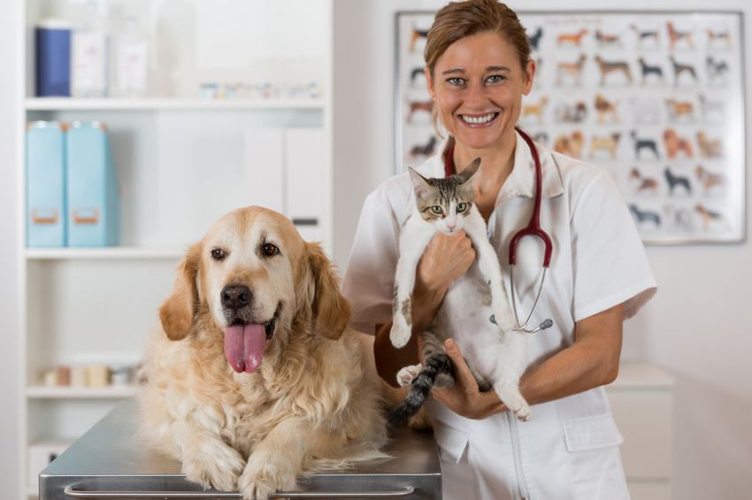 Veterinary Assistant Training