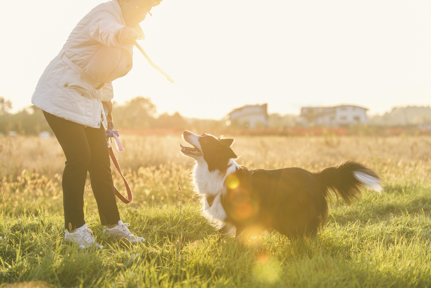 Canine Obedience Training